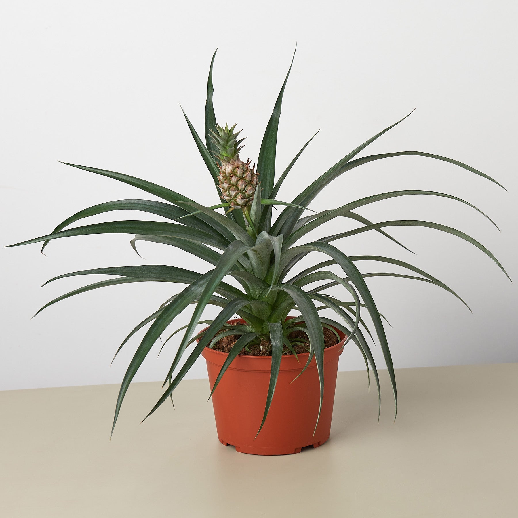 Bromeliad 'Yellow Pineapple' Live Plant