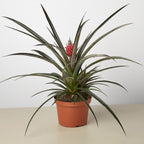 Bromeliad 'Red Pineapple'