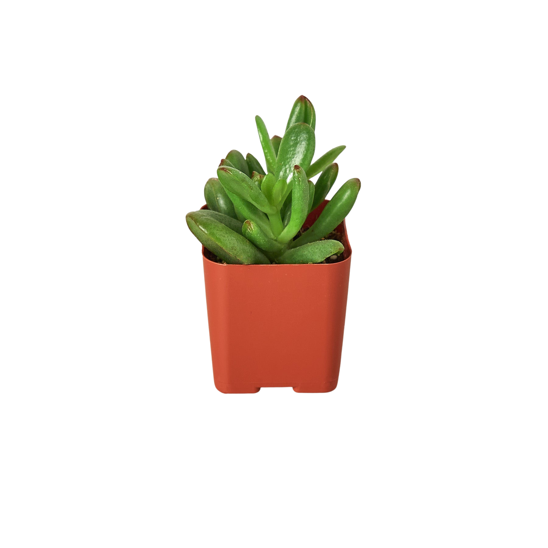 Tropical Variety Bundle - 3” Pots