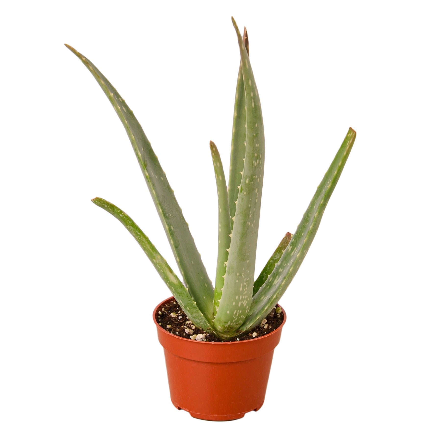 Aloe Vera - 4" Pot - NURSERY POT ONLY by House Plant Dropship