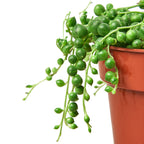 Succulent 'String of Pearls' – view 2