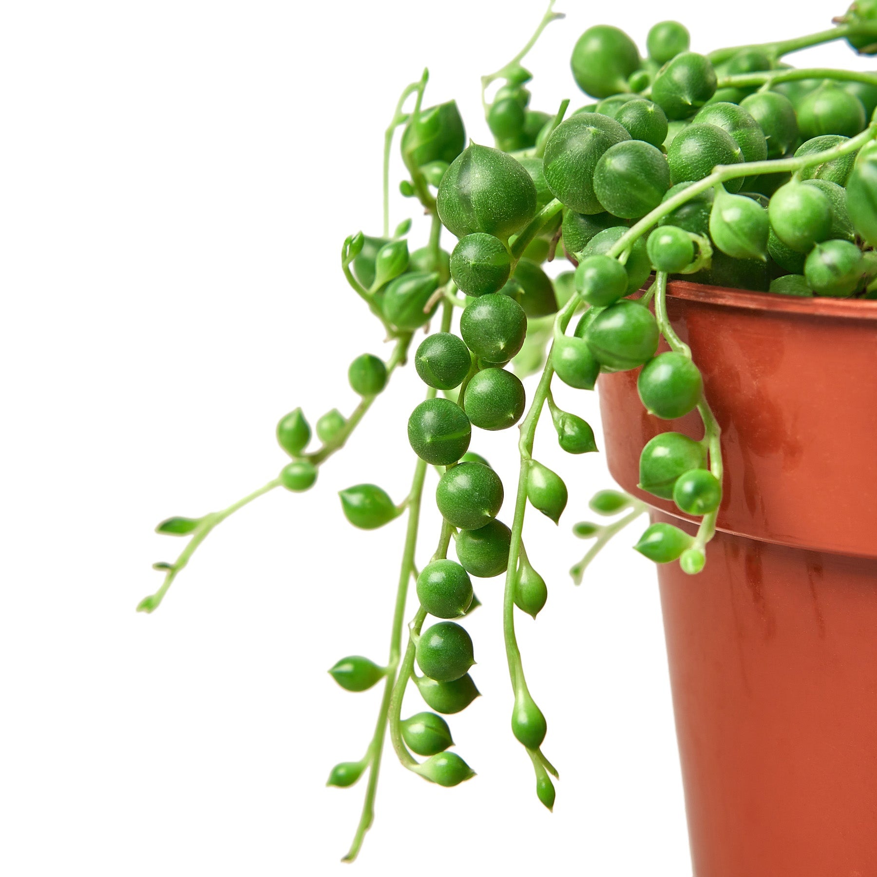 Succulent 'String of Pearls' – view 2