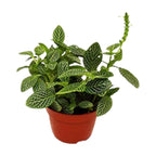 Fittonia 'White Nerve Plant'