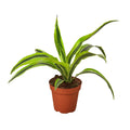 Dracaena Deremensis 'Lemon Lime' Live Plant – 4" Nursery Pot