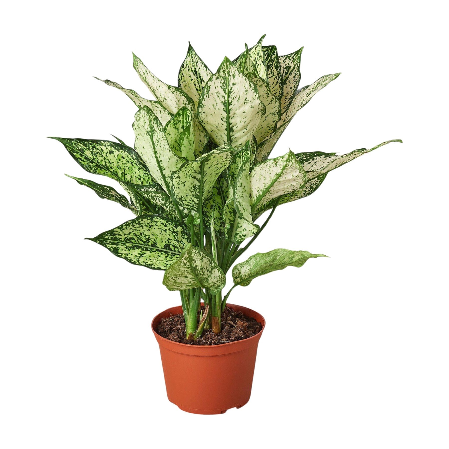 Chinese Evergreen 'First Diamond'