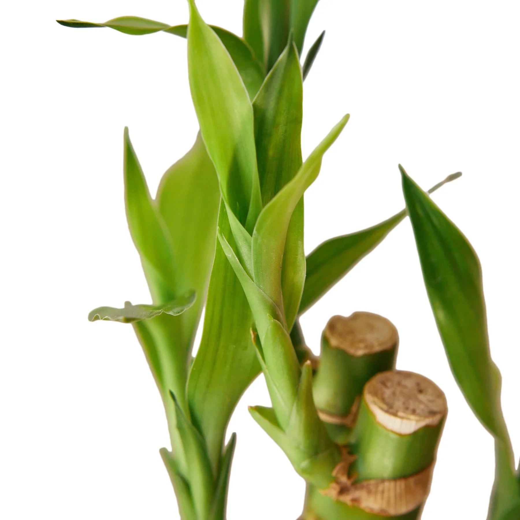 Dracaena 'Lucky Bamboo' – view 2