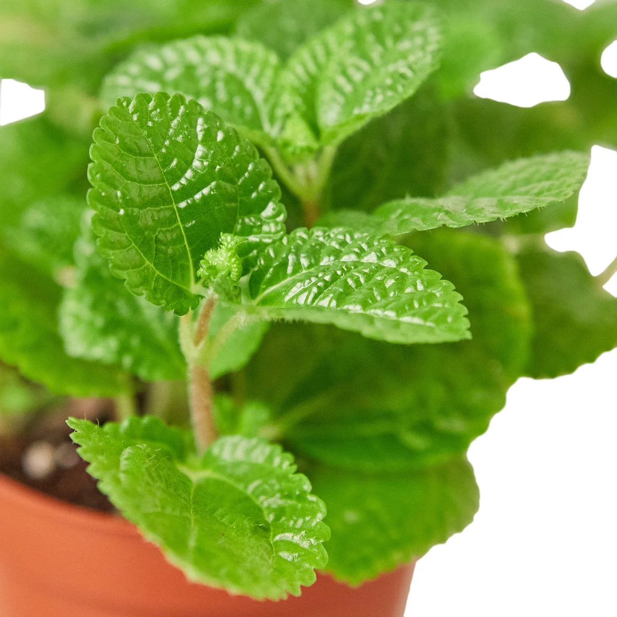 Pilea 'Crinkle' – view 2