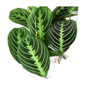 Maranta 'Lemon Lime'
