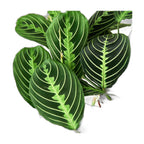 Maranta 'Lemon Lime'