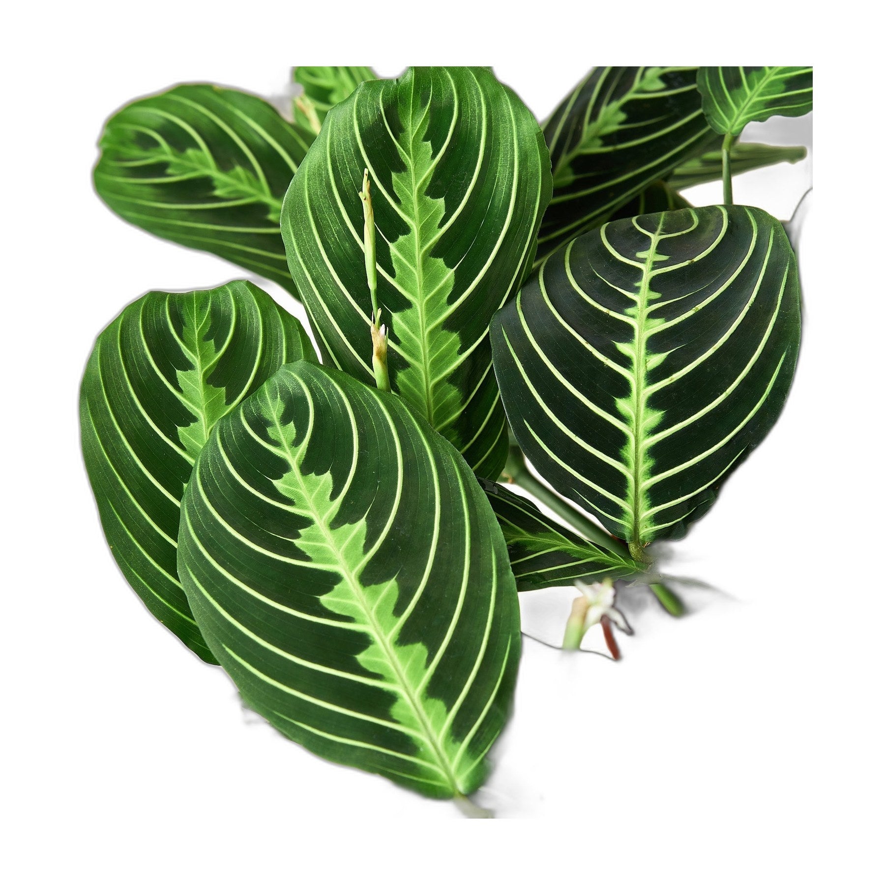 Maranta 'Lemon Lime'
