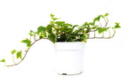 English Ivy 'Eva' – view 2