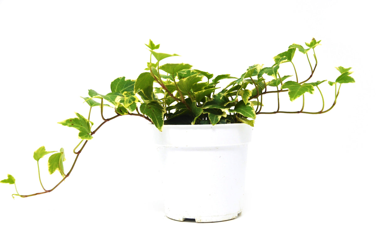 English Ivy 'Eva' – view 2