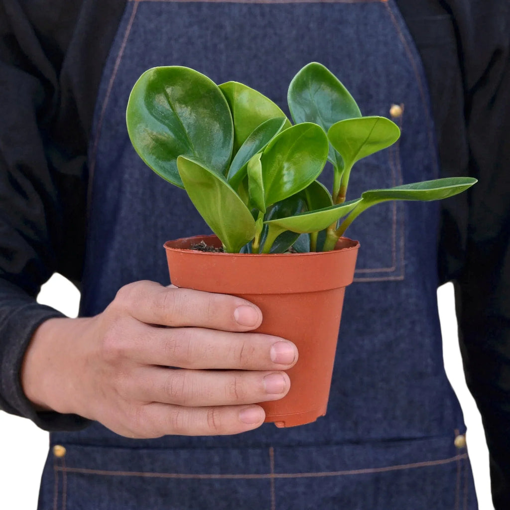 Peperomia Thailand – view 3