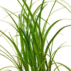 Palm Ponytail – view 2