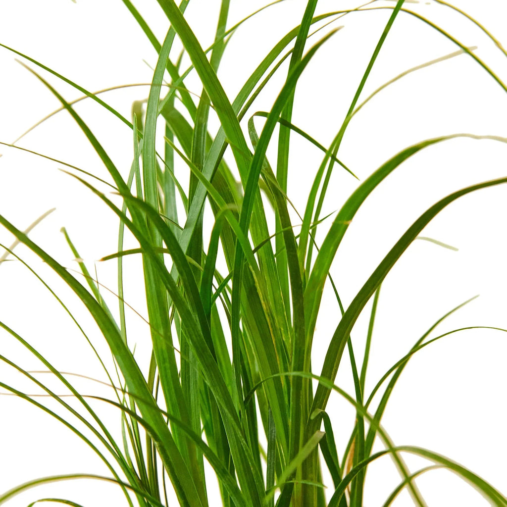 Palm Ponytail – view 2