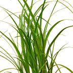 Palm Ponytail – view 2
