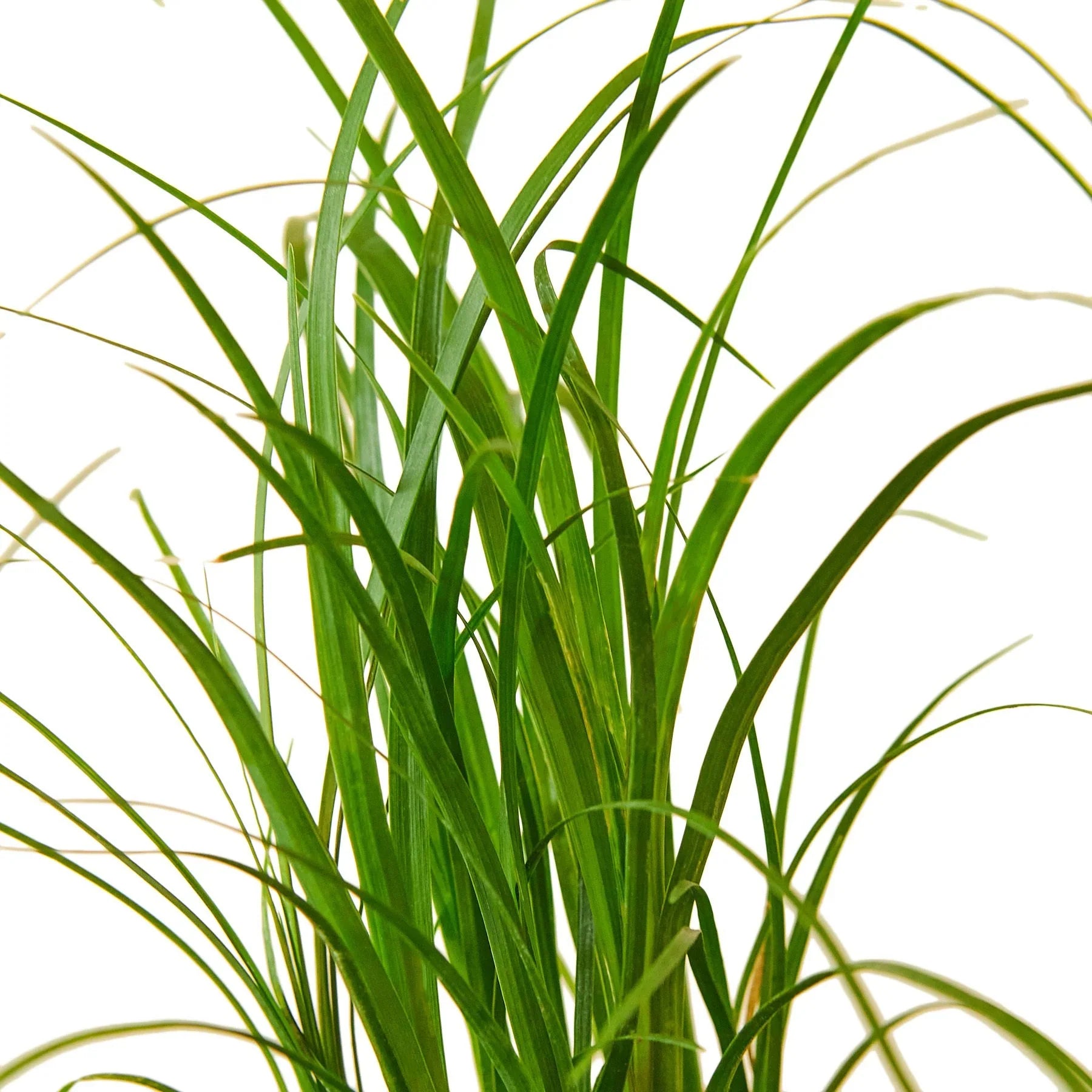 Palm Ponytail – view 2
