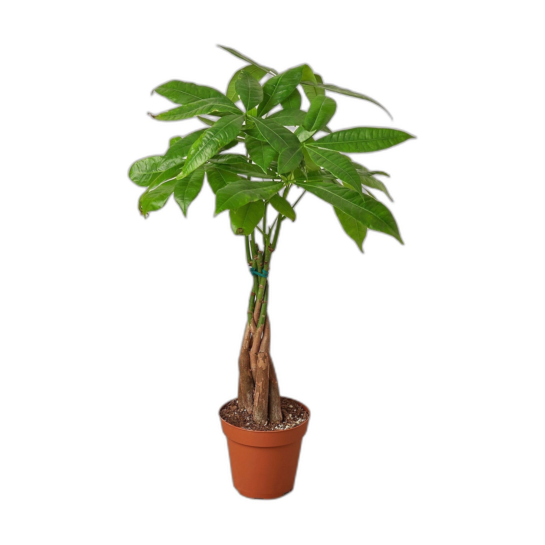 Money Tree 'Guiana Chestnut' Pachira Braid