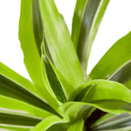 Dracaena 'Lemon Lime' – view 2