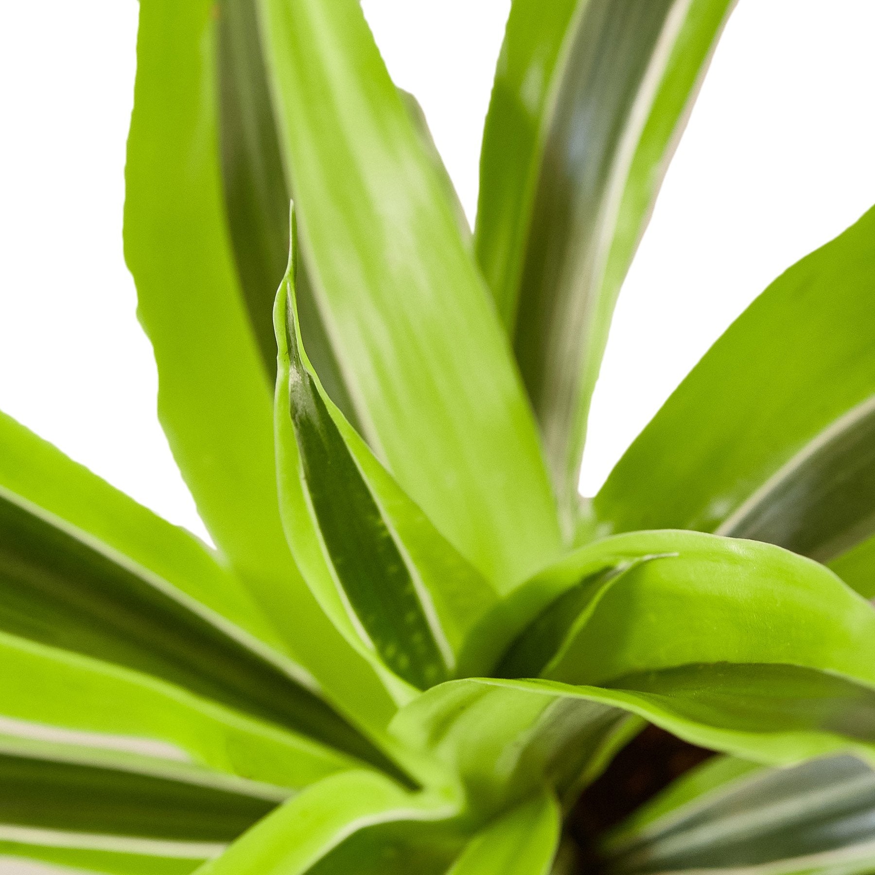Dracaena 'Lemon Lime' – view 2