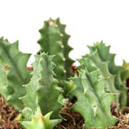 Lifesaver Cactus – view 2