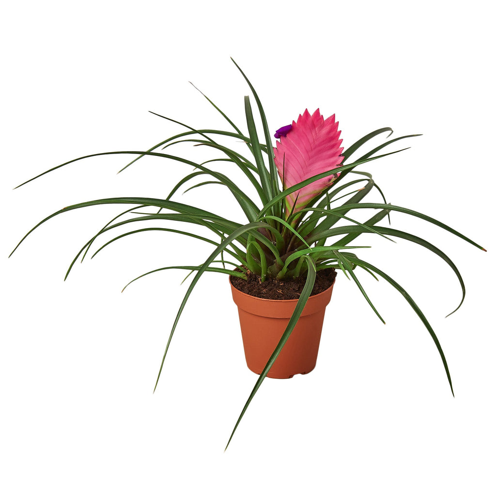 Bromeliad Cyanea 'Pink Quill' Live Plant