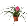 Bromeliad Cyanea 'Pink Quill' Live Plant