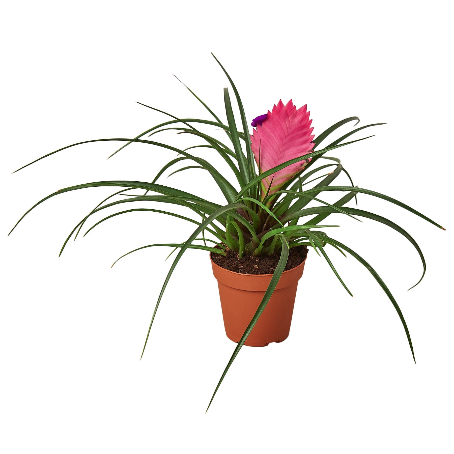 Bromeliad Cyanea 'Pink Quill' Live Plant