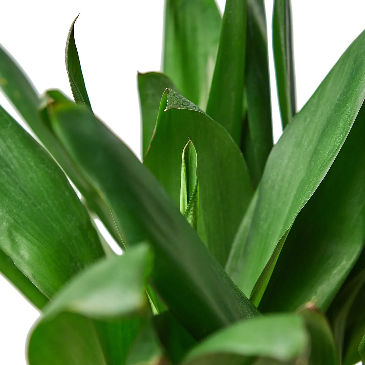 Cordyline Glauca – view 2