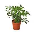 Schefflera Arboricola 'Umbrella' Live Plant – 4" Nursery Pot