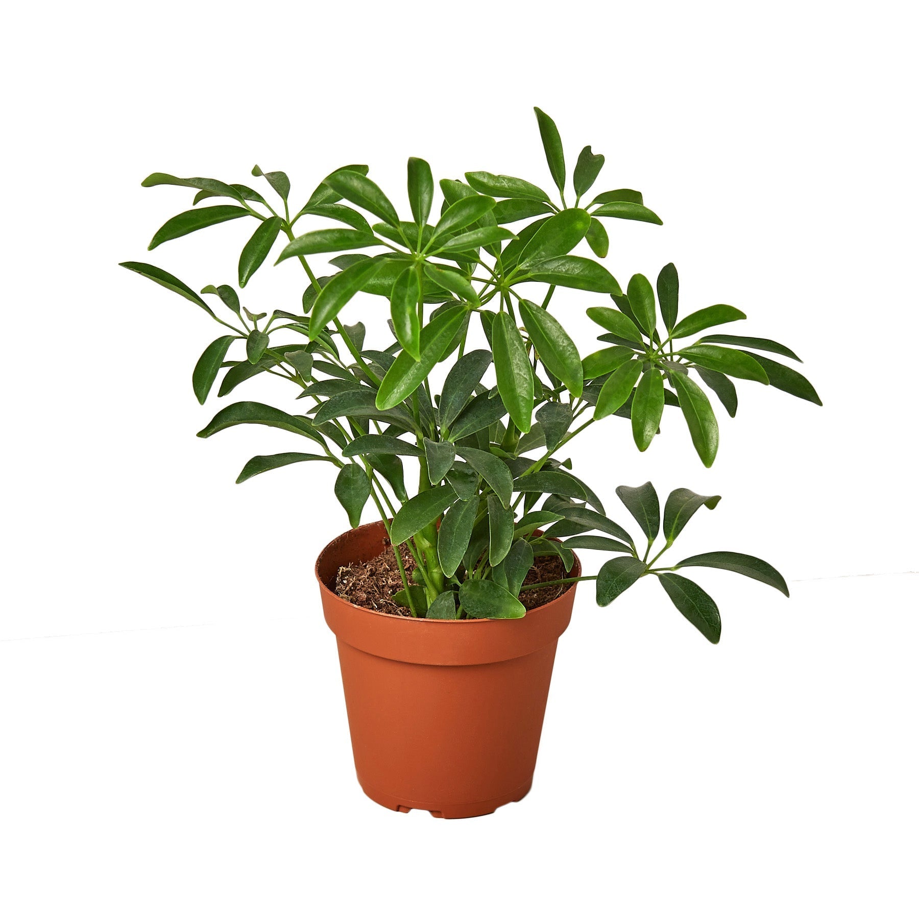 Schefflera Arboricola 'Umbrella' Live Plant – 4" Nursery Pot