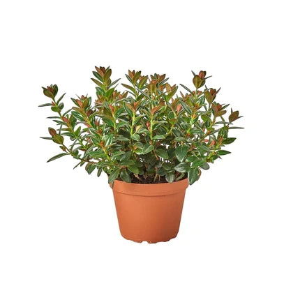 Nematanthus Black Goldfish Plant – view 8