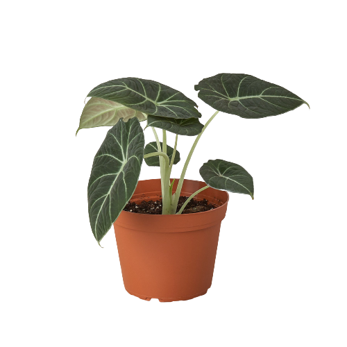 Alocasia Reginula 'Black Velvet' – view 3