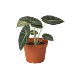 Alocasia Reginula 'Black Velvet' – view 3