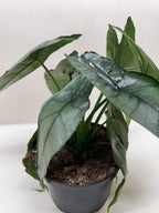Alocasia 'Dragons Breath' by House Plant Dropship