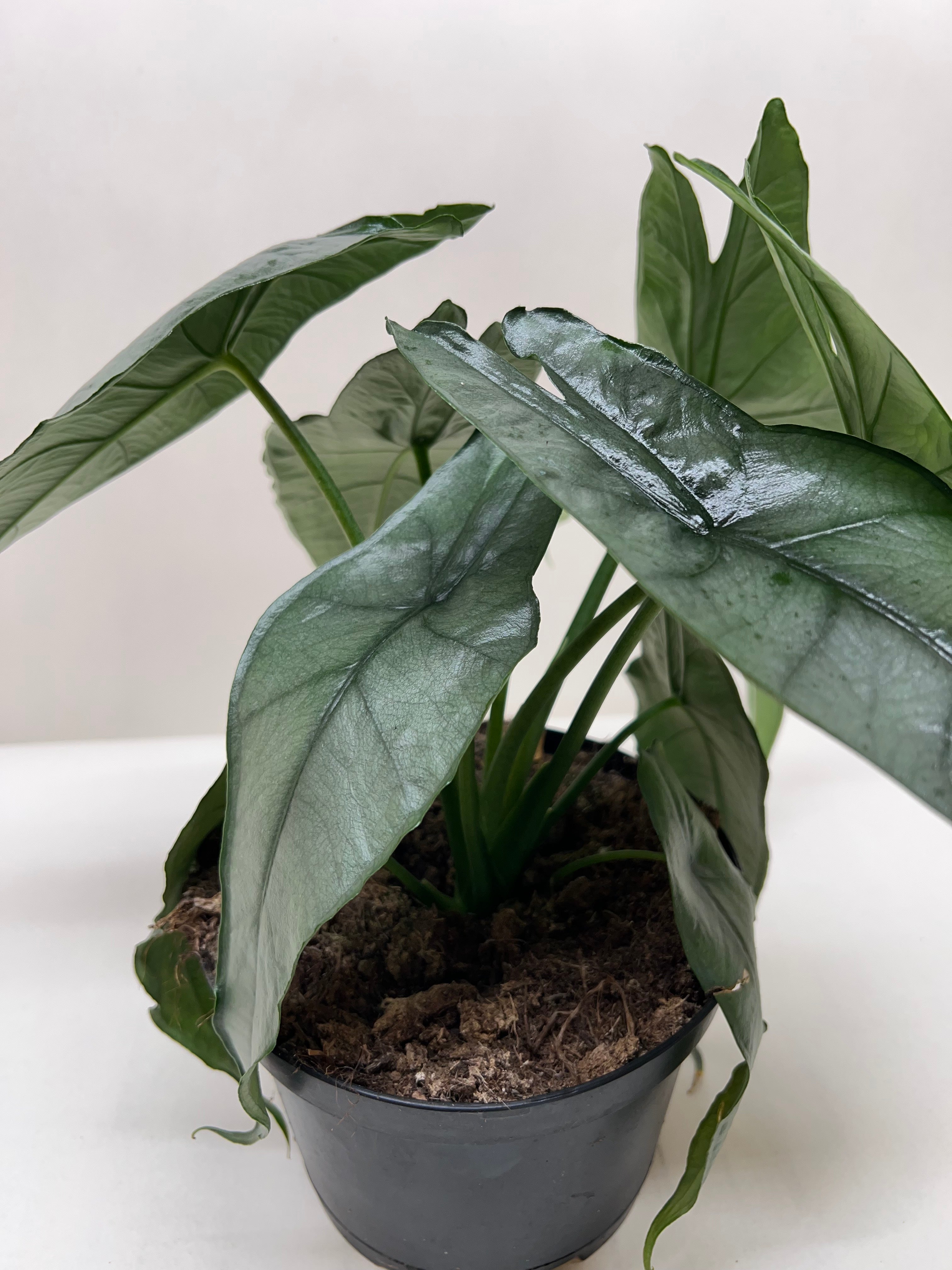Alocasia 'Dragons Breath' by House Plant Dropship
