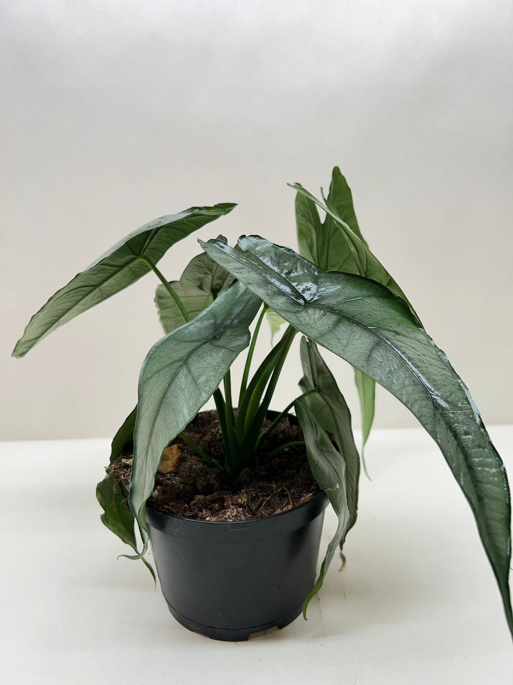 Alocasia 'Dragons Breath' by House Plant Dropship