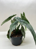 Alocasia 'Dragons Breath' by House Plant Dropship