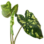 Alocasia 'Hilo Beauty' – view 2