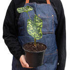 Alocasia 'Hilo Beauty' – view 3