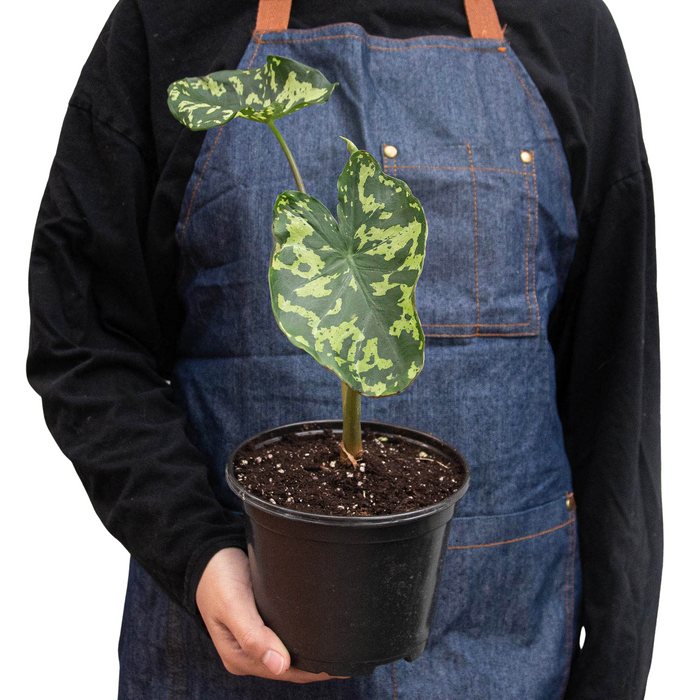 Alocasia 'Hilo Beauty' – view 3
