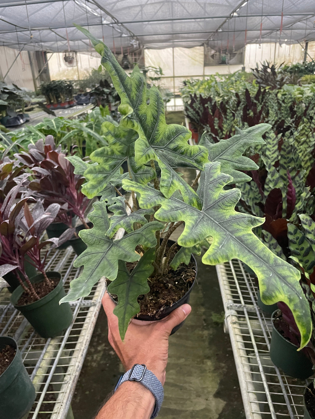 Alocasia 'Jacklyn' – view 4