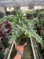 Alocasia 'Jacklyn' – view 4