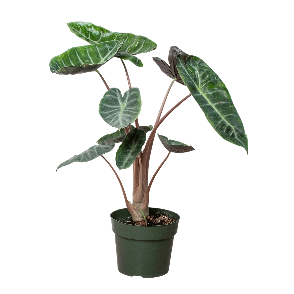 Alocasia Pink Dragon – view 3