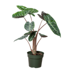 Alocasia Pink Dragon – view 3