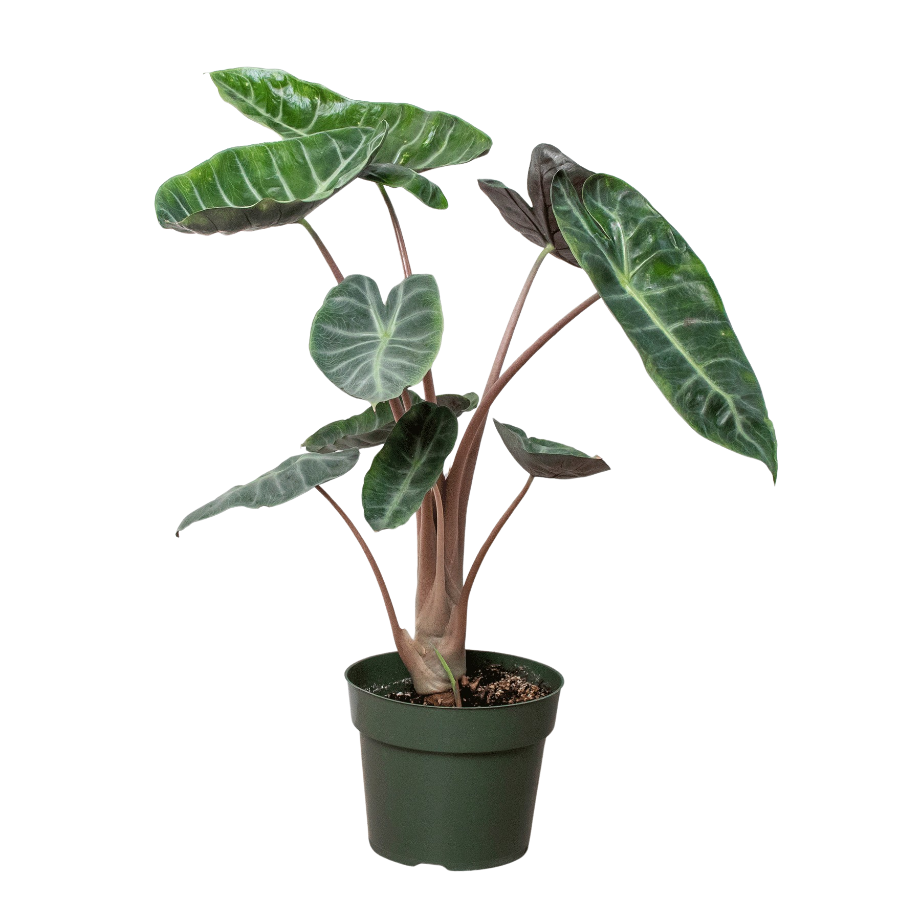 Alocasia Pink Dragon – view 3