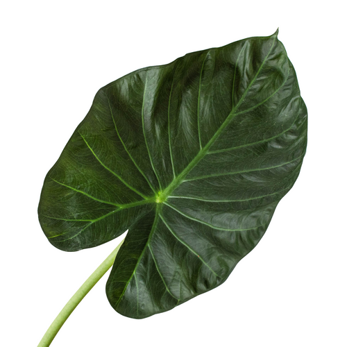 Alocasia 'Regal Shields' – view 2