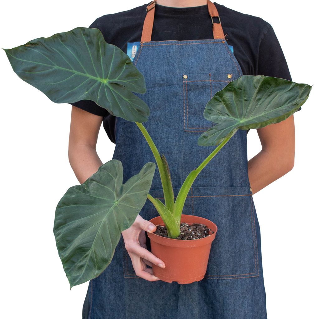Alocasia 'Regal Shields' – view 3