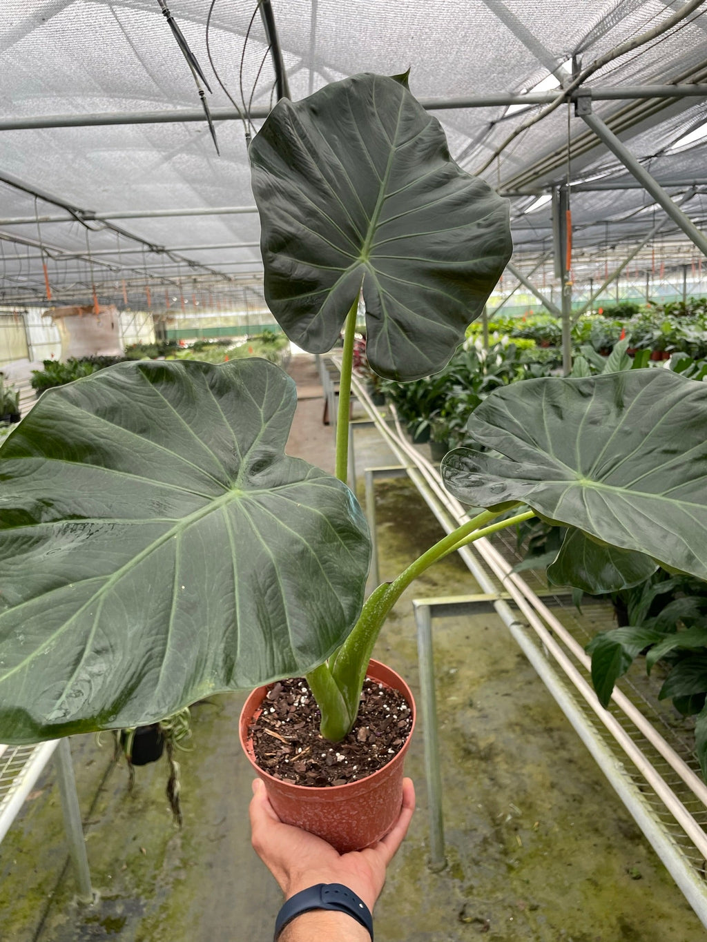 Alocasia 'Regal Shields' – view 4