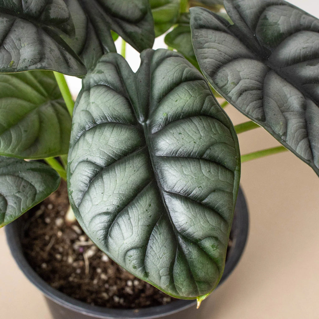 Alocasia Silver Dragon – view 4